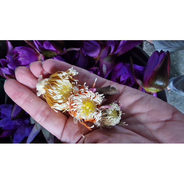 Ostereier Pulp Flower