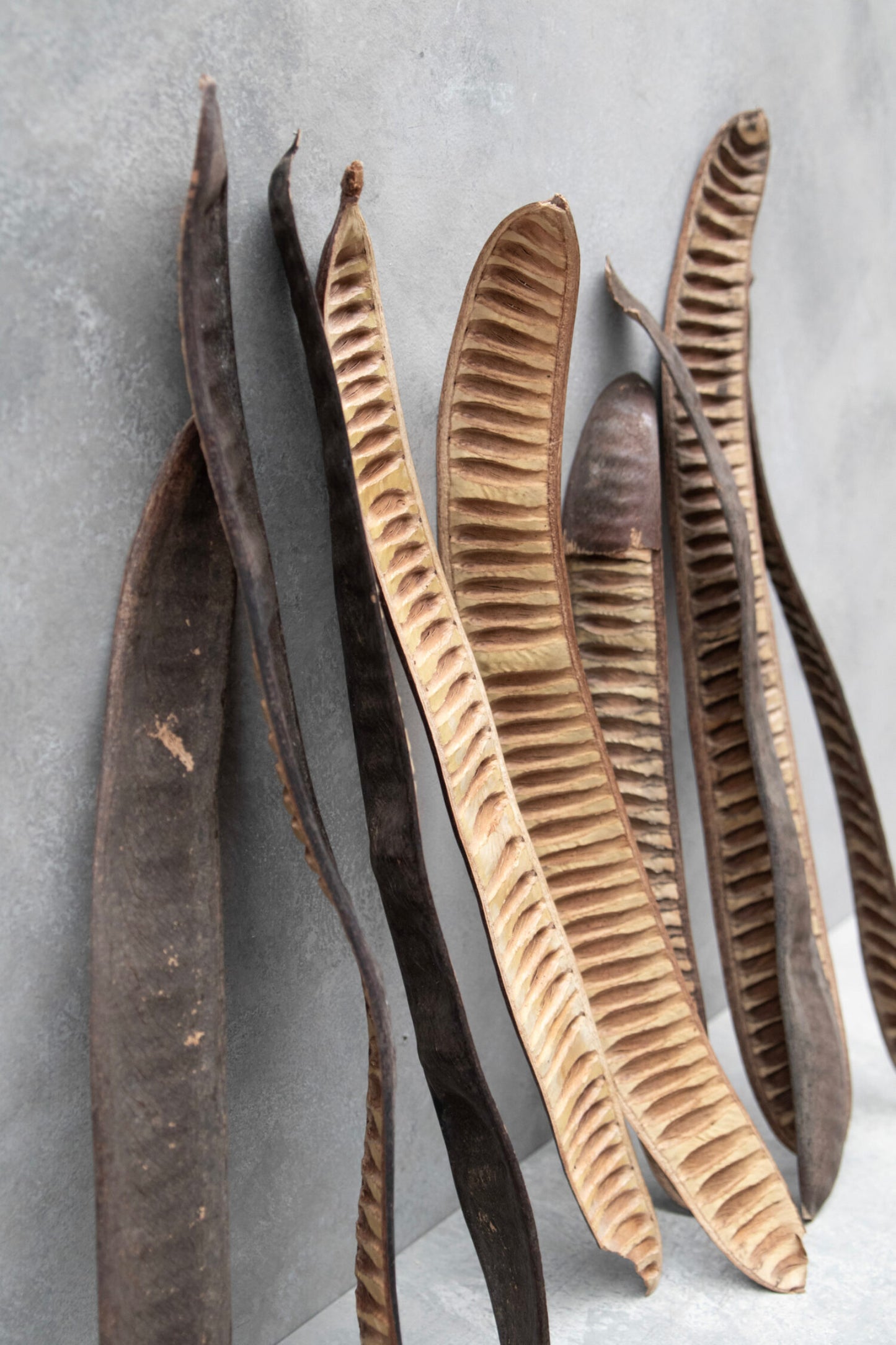 Hülsenfrucht braun 6 Stück