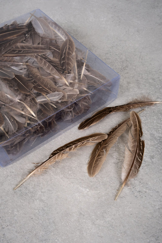 Fasanenfedern grosse Box