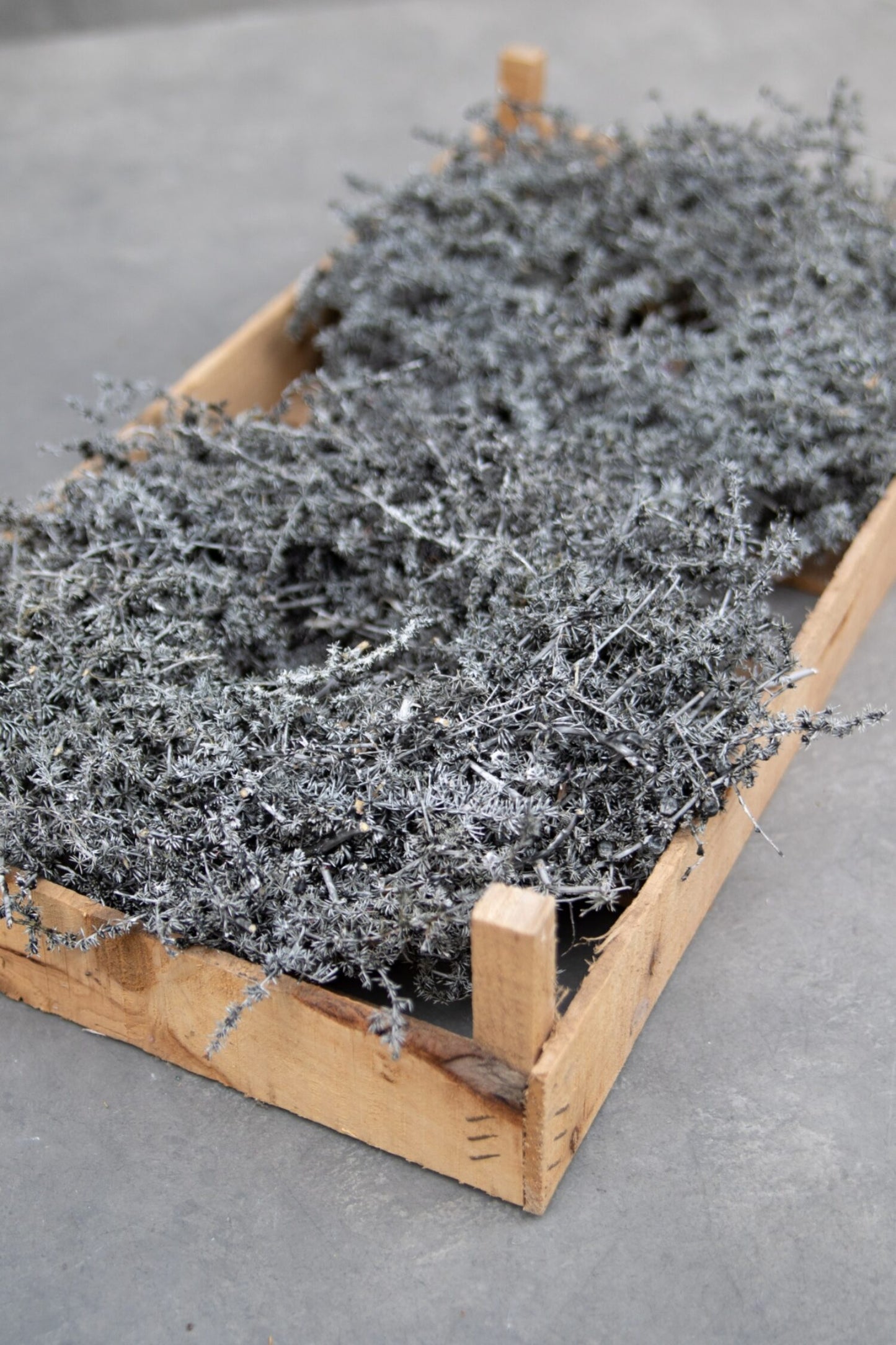 Asparagus Kranz grau D: 28 cm gewachst