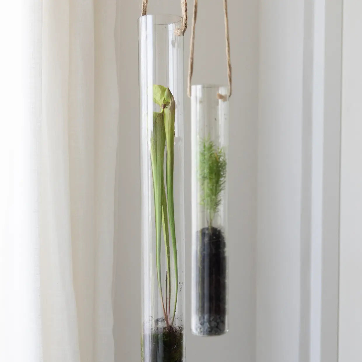 Pflanzen Terrarium L