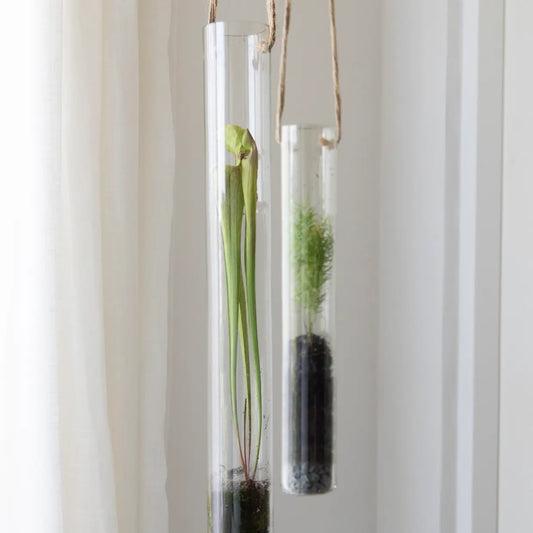 Pflanzen Terrarium L